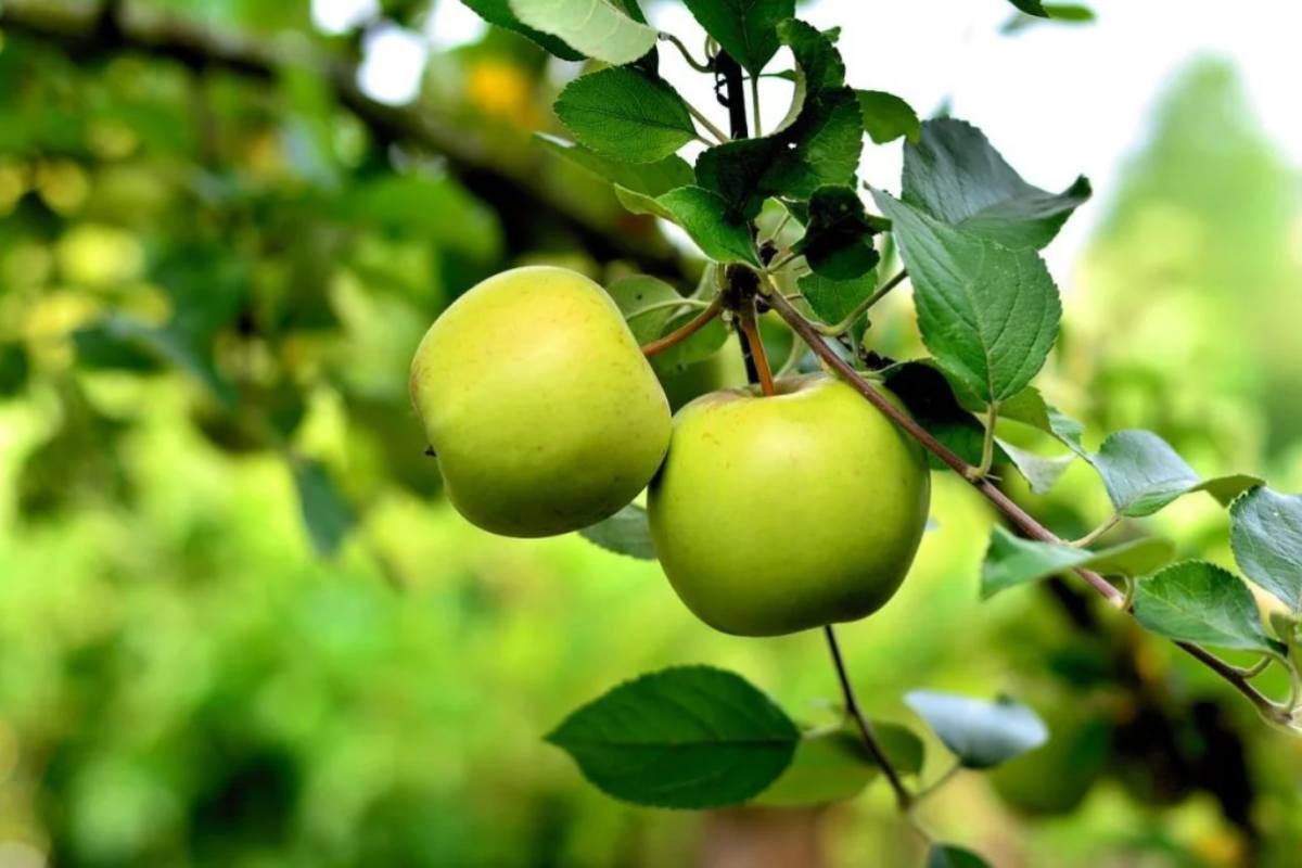 green apples